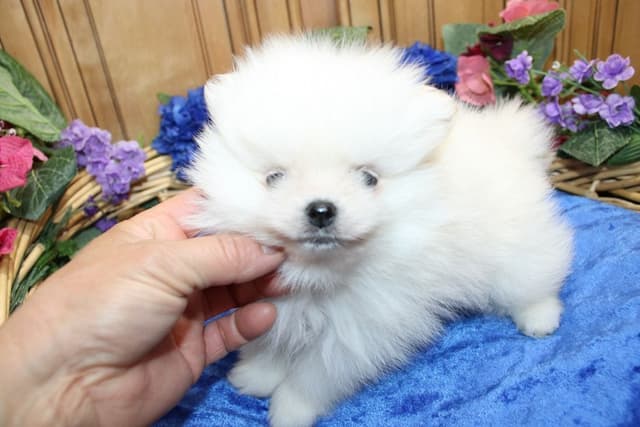 White Pomeranian Puppies (509)680-0180 - Champion Bloodlines media 2