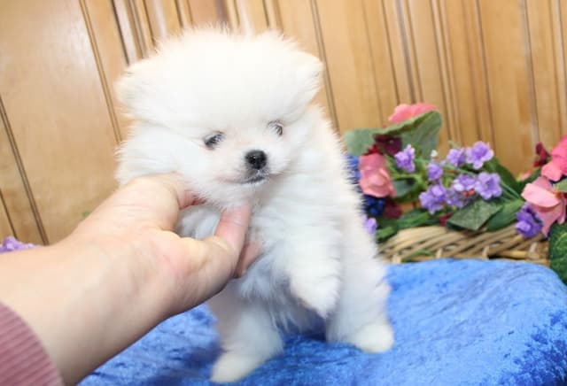 White Pomeranian Puppies (509)680-0180 - Champion Bloodlines media 6