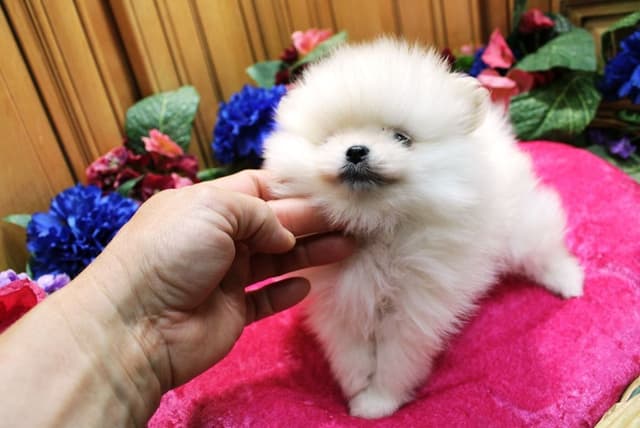 White Pomeranian Puppies (509)680-0180 - Champion Bloodlines media 7