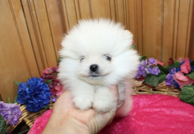 White Pomeranian Puppies (509)680-0180 - Champion Bloodlines media 3