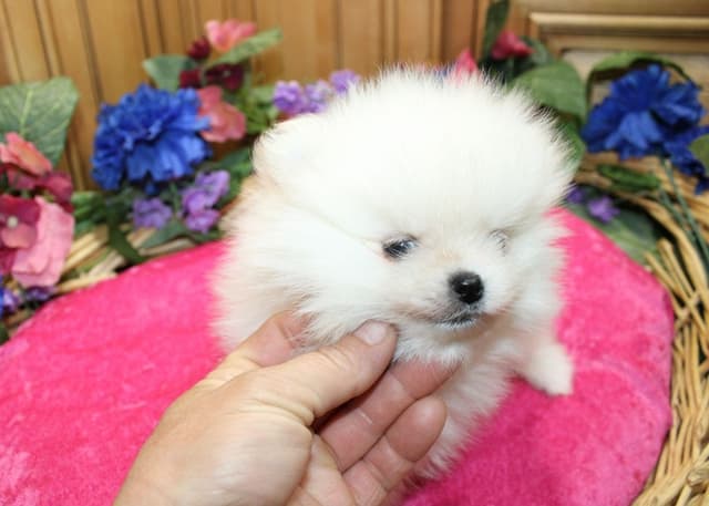 White Pomeranian Puppies (509)680-0180 - Champion Bloodlines media 5