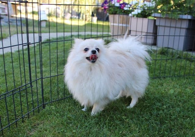 Orange and Sable Pomeranian Puppies (509)680-0180 - Males and Females media 2