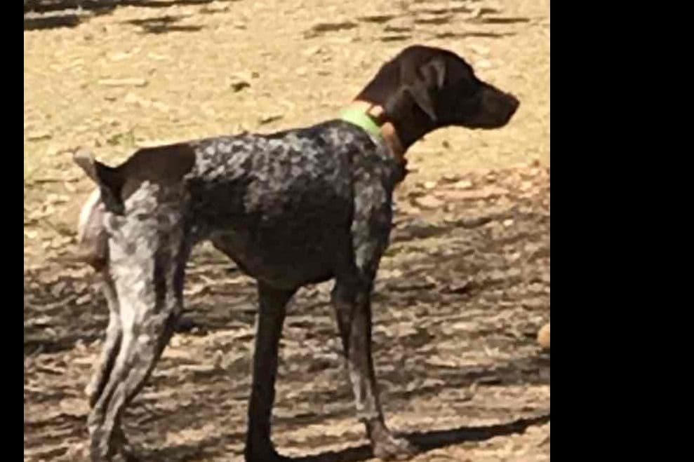 German Shorthaired Pointer Puppies breeder image 2