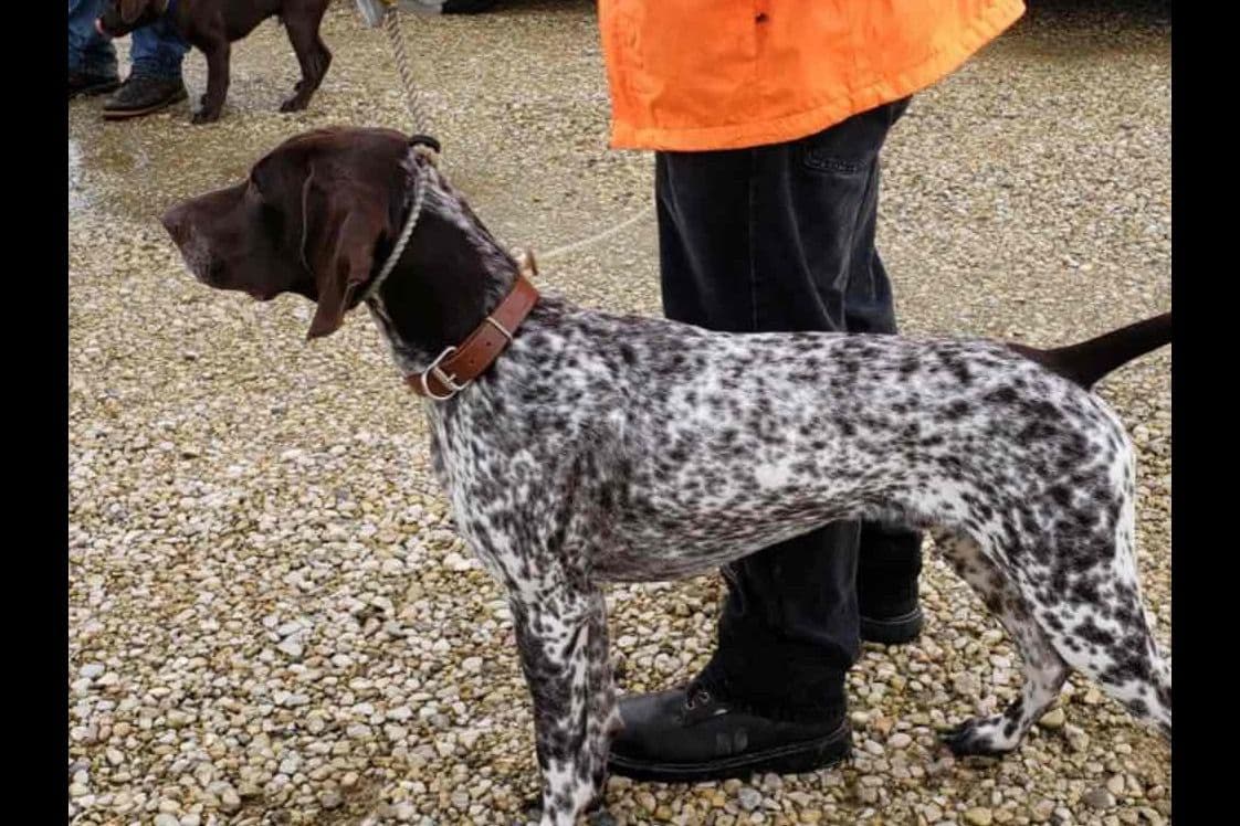 German Shorthaired Pointer Puppies breeder image 1
