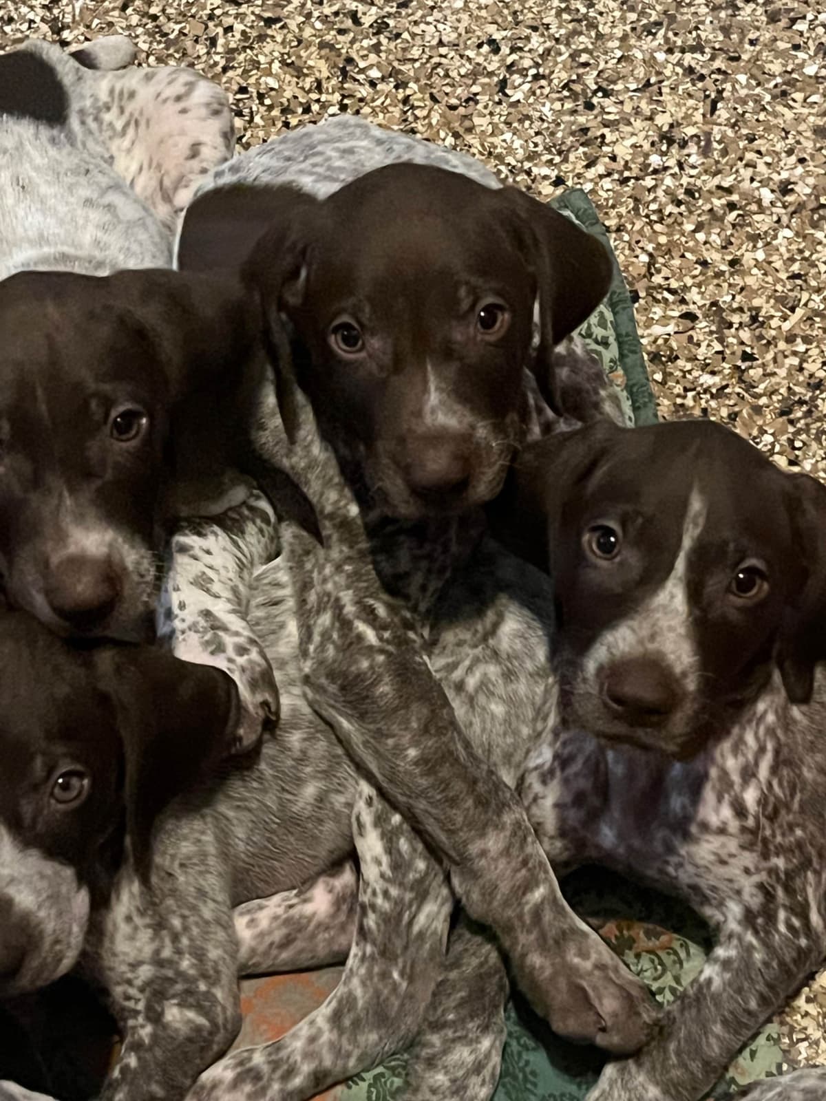 German Shorthaired Pointer Puppies breeder image 5