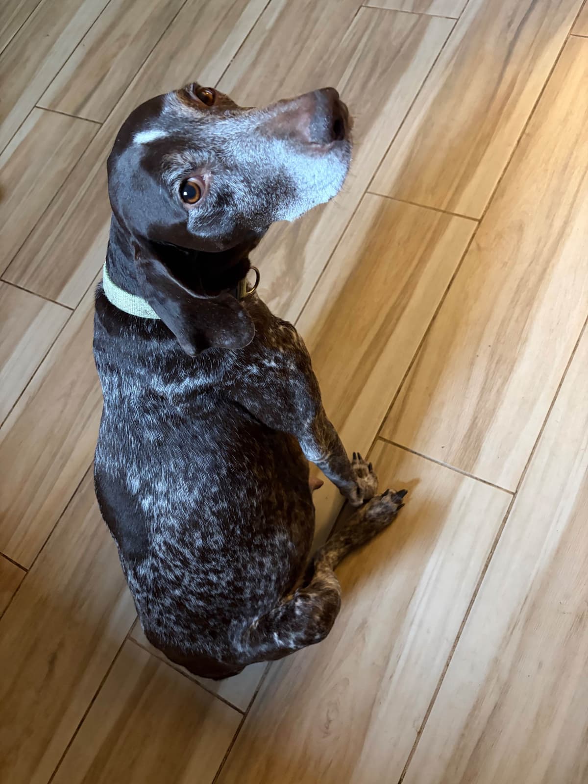 German Shorthaired Pointer Puppies breeder image 7