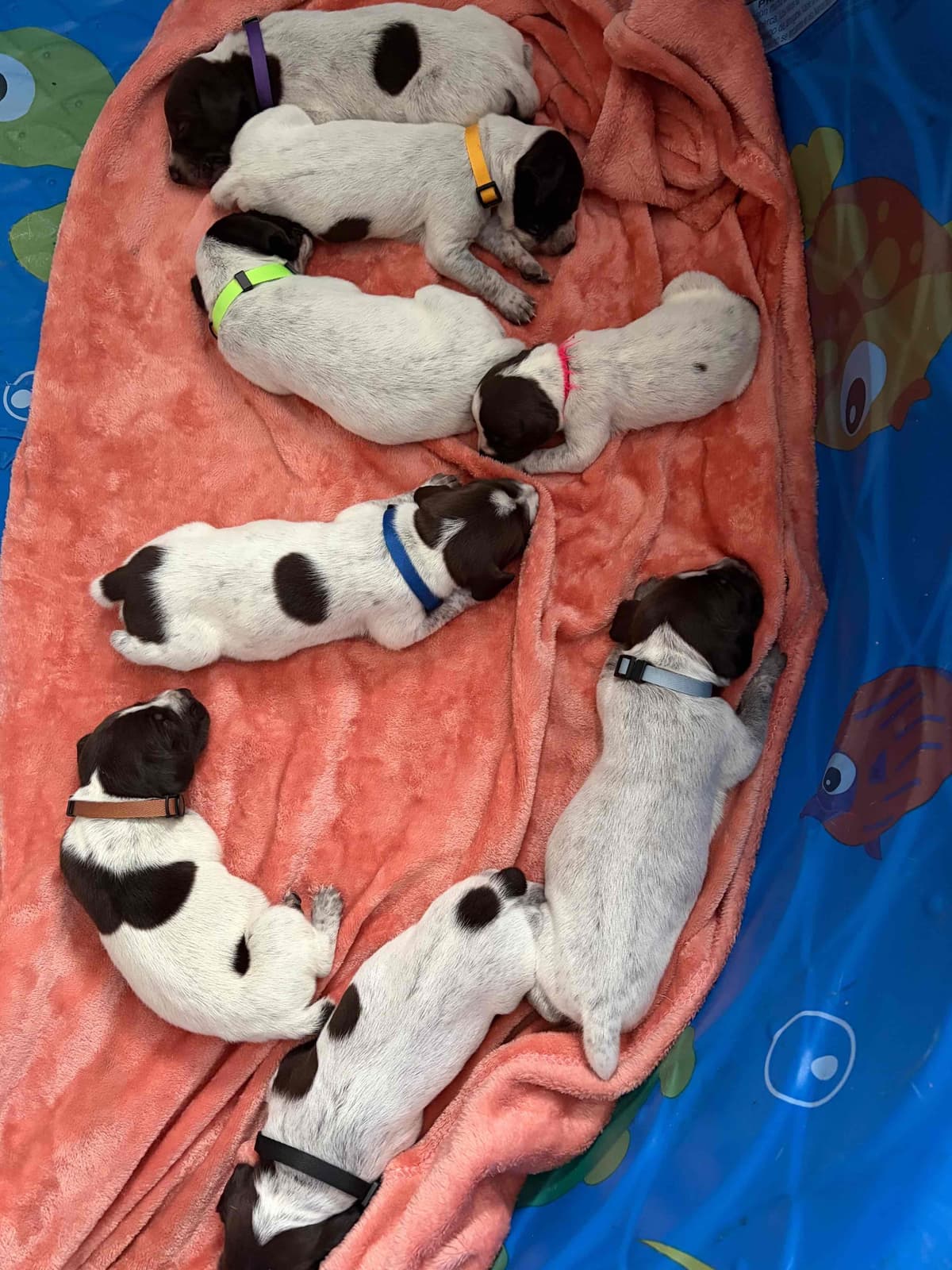 German Shorthaired Pointer Puppies breeder image 8