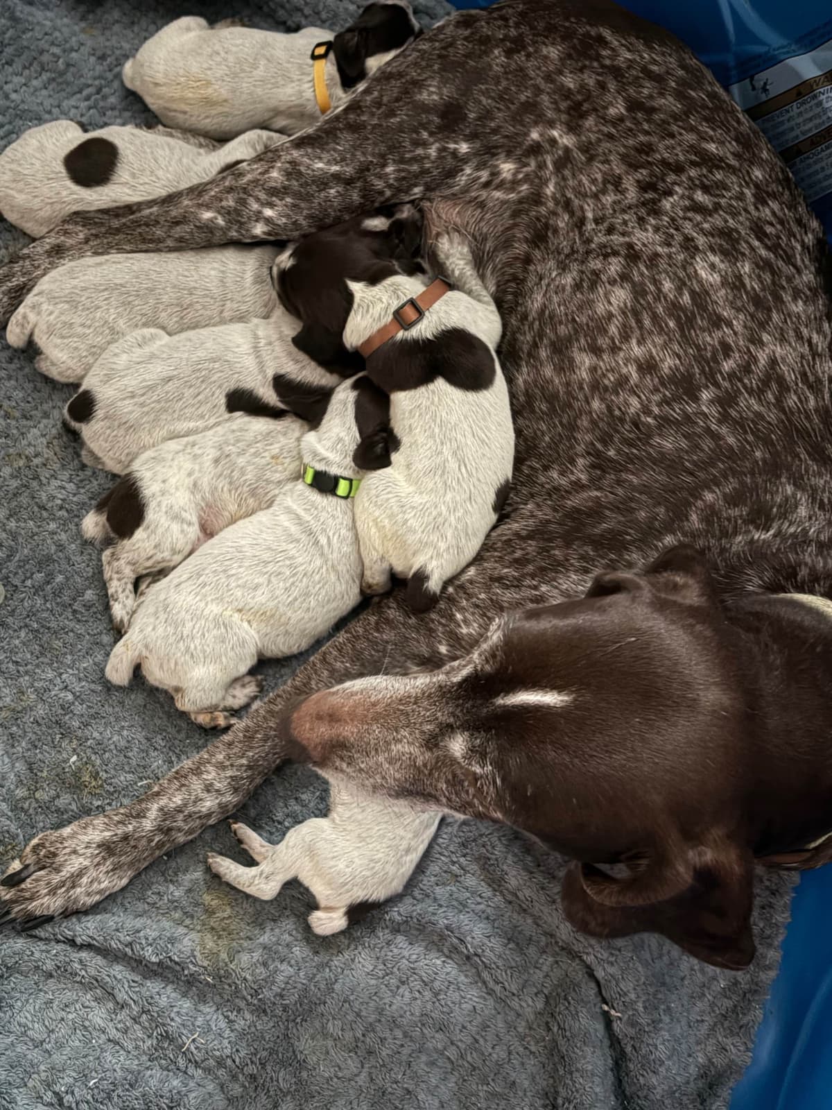 German Shorthaired Pointer Puppies breeder image 10