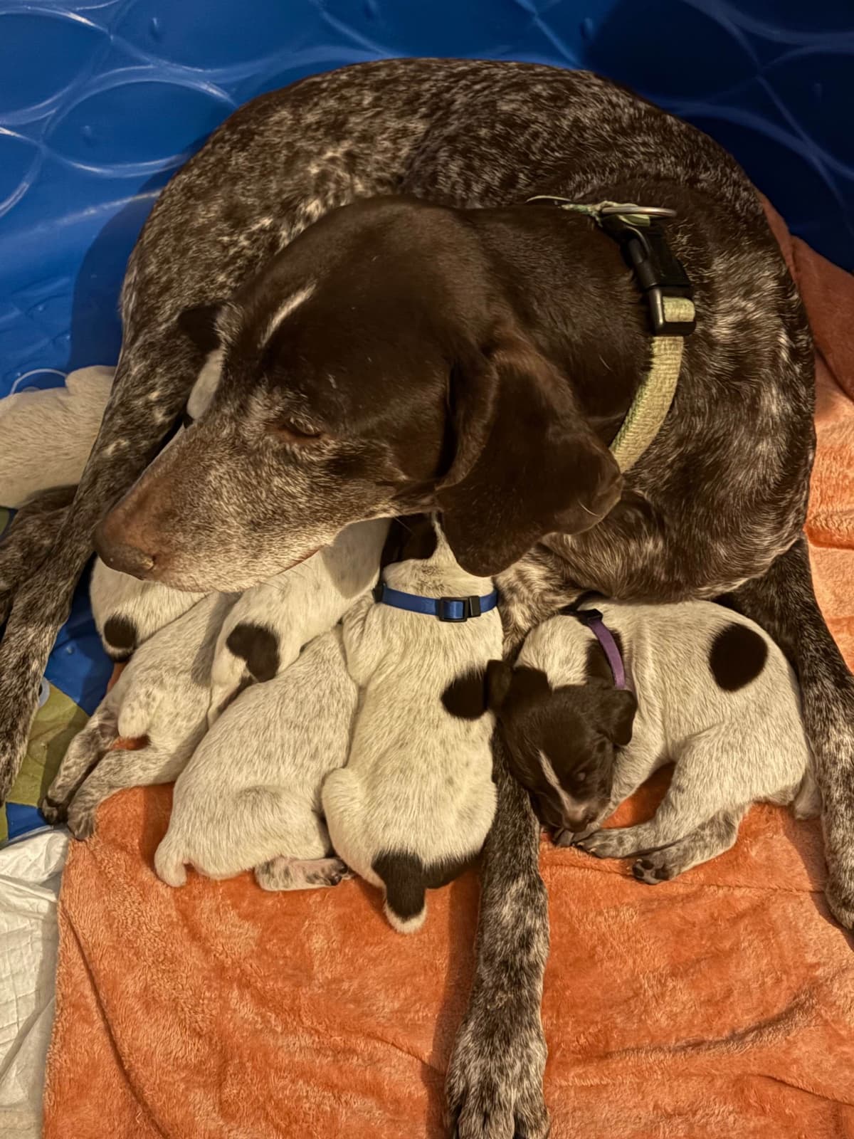 German Shorthaired Pointer Puppies breeder image 11