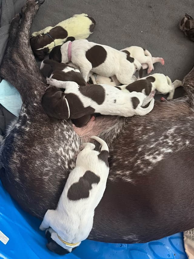 German Shorthaired Pointer Puppies media 2