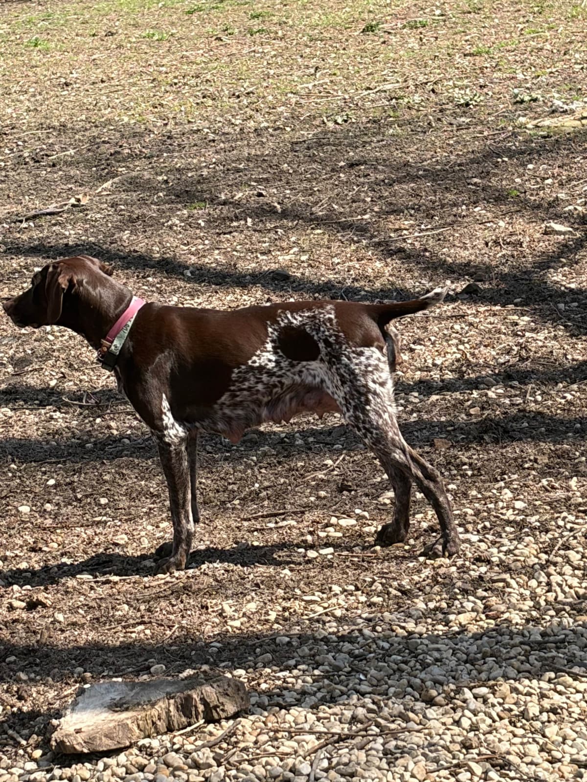 German Shorthaired Pointer Puppies breeder image 12