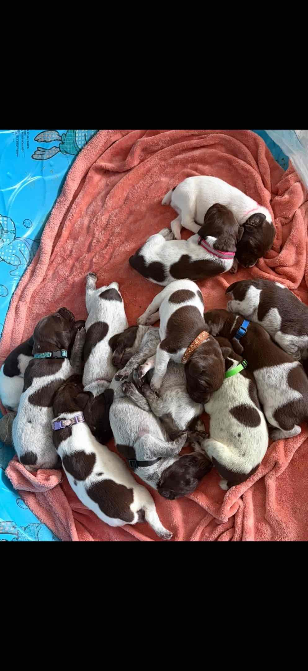 German Shorthaired Pointer Puppies breeder image 13