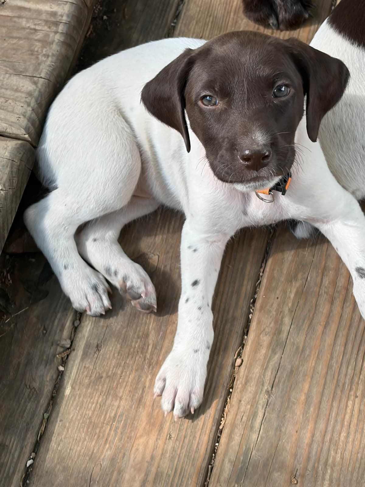 German Shorthaired Pointer Puppies breeder image 15