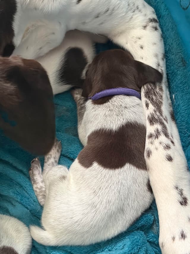 German Shorthaired Pointer Puppies media 2