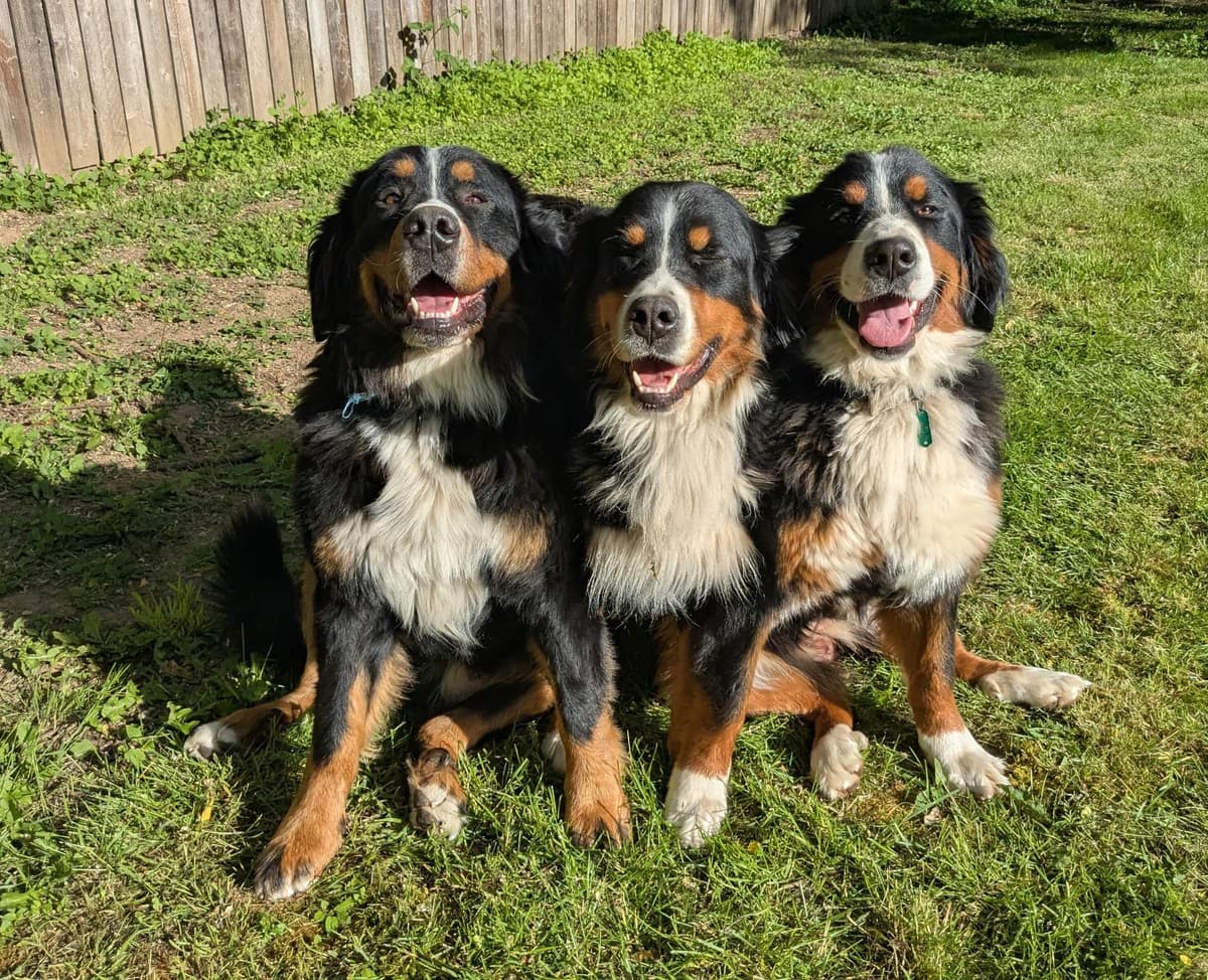 Bernese Mountain Dog Puppies breeder image 1