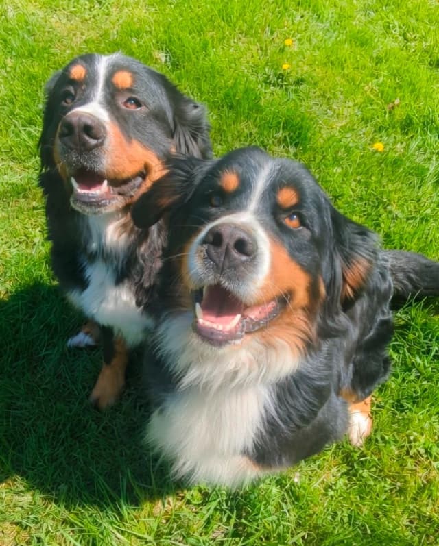 Bernese Mountain Dog Puppies media 10