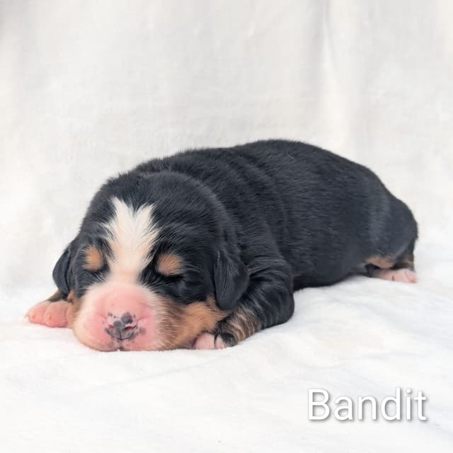 Bernese Mountain Dog Puppies media 2