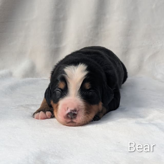 Bernese Mountain Dog Puppies media 3