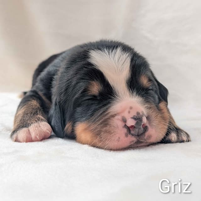 Bernese Mountain Dog Puppies media 4