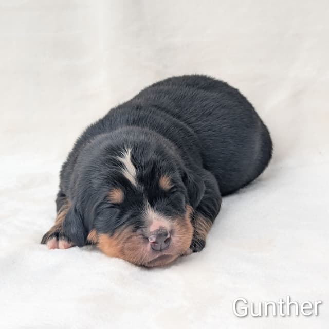 Bernese Mountain Dog Puppies media 5