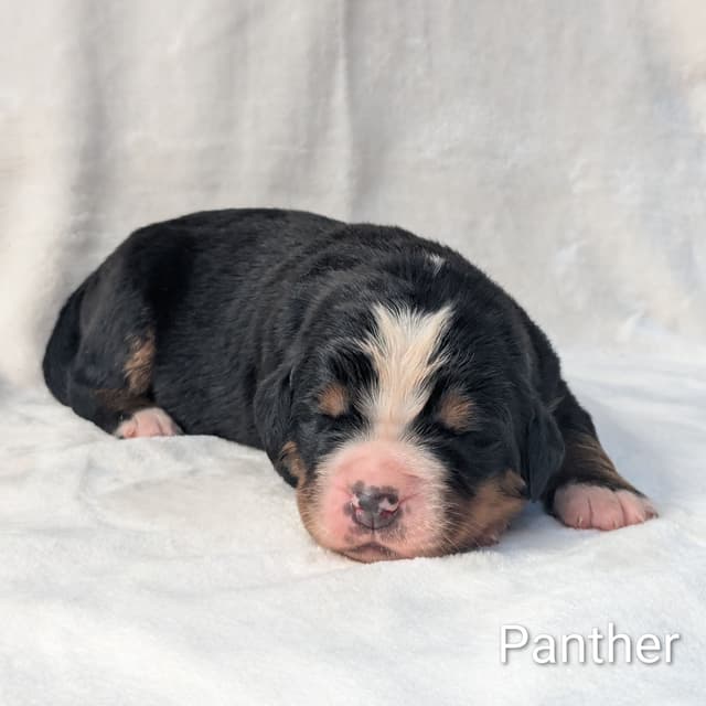 Bernese Mountain Dog Puppies media 6
