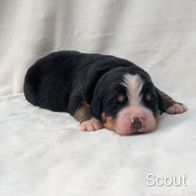 Bernese Mountain Dog Puppies media 9