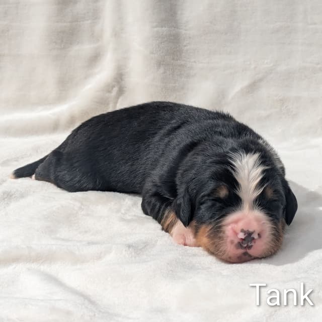 Bernese Mountain Dog Puppies media 7