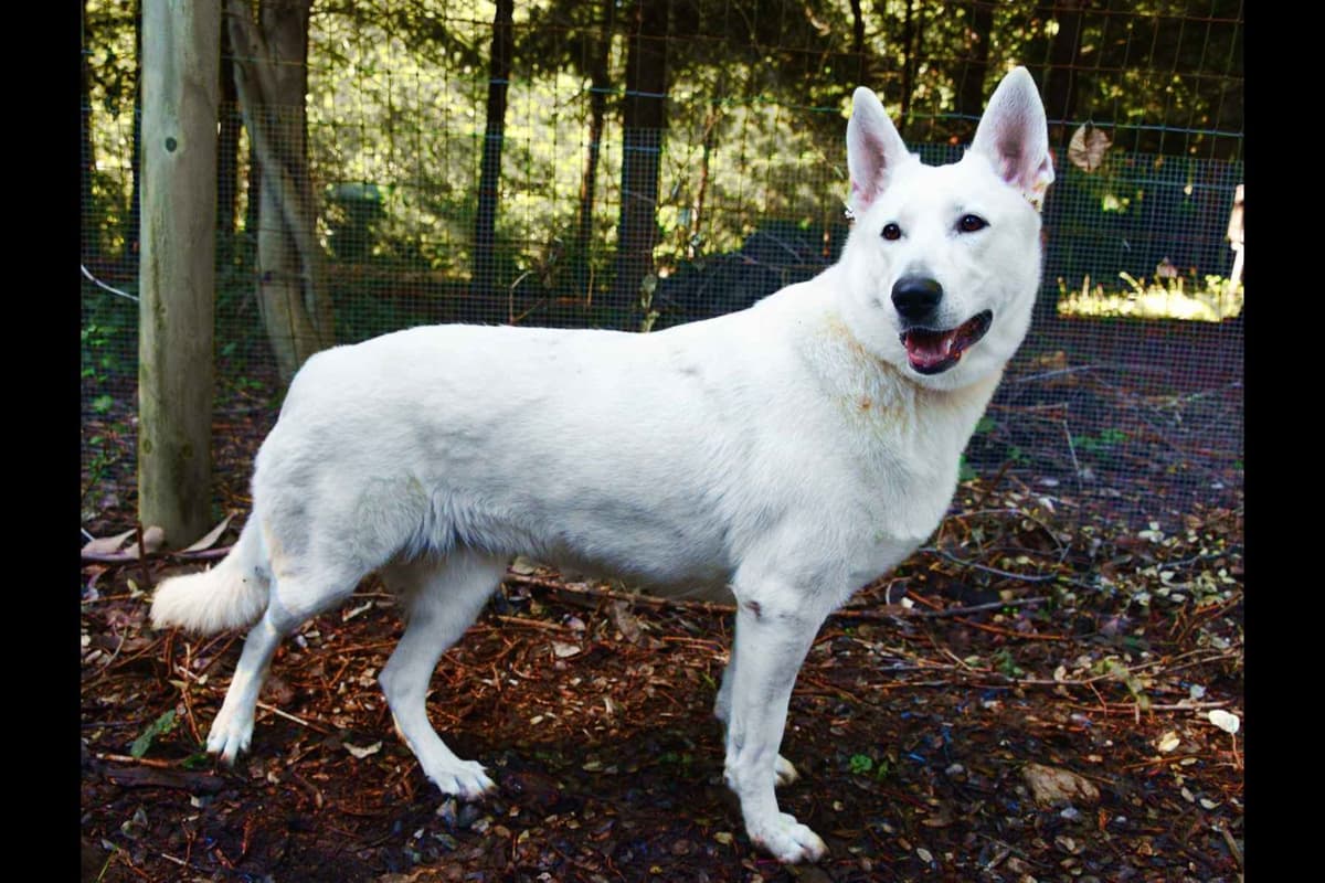 White German Shepherd Puppies breeder image 1