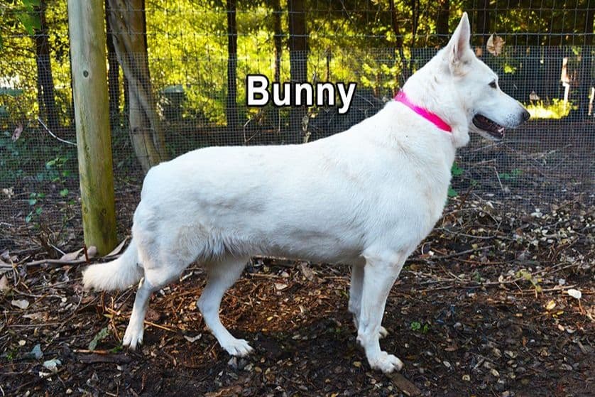 White German Shepherd Puppies breeder image 6