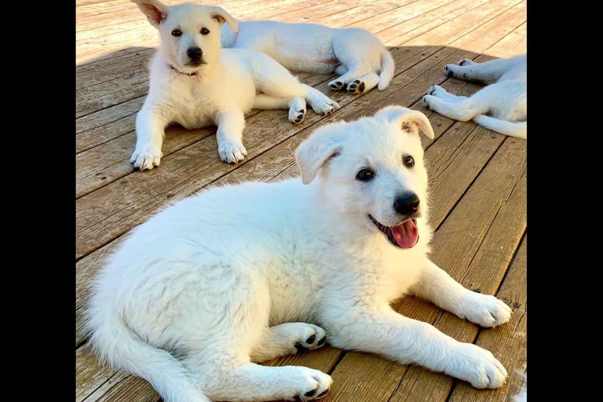 White German Shepherd Puppies breeder image 5
