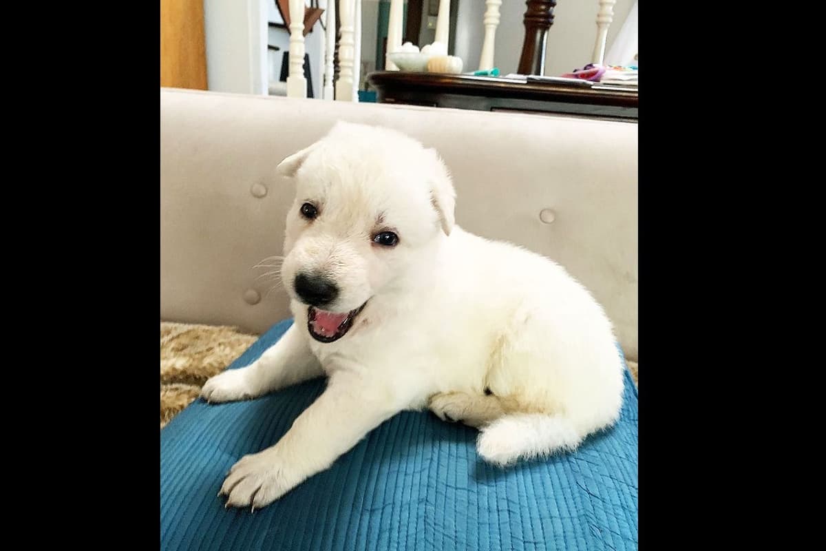White German Shepherd Puppies breeder image 2