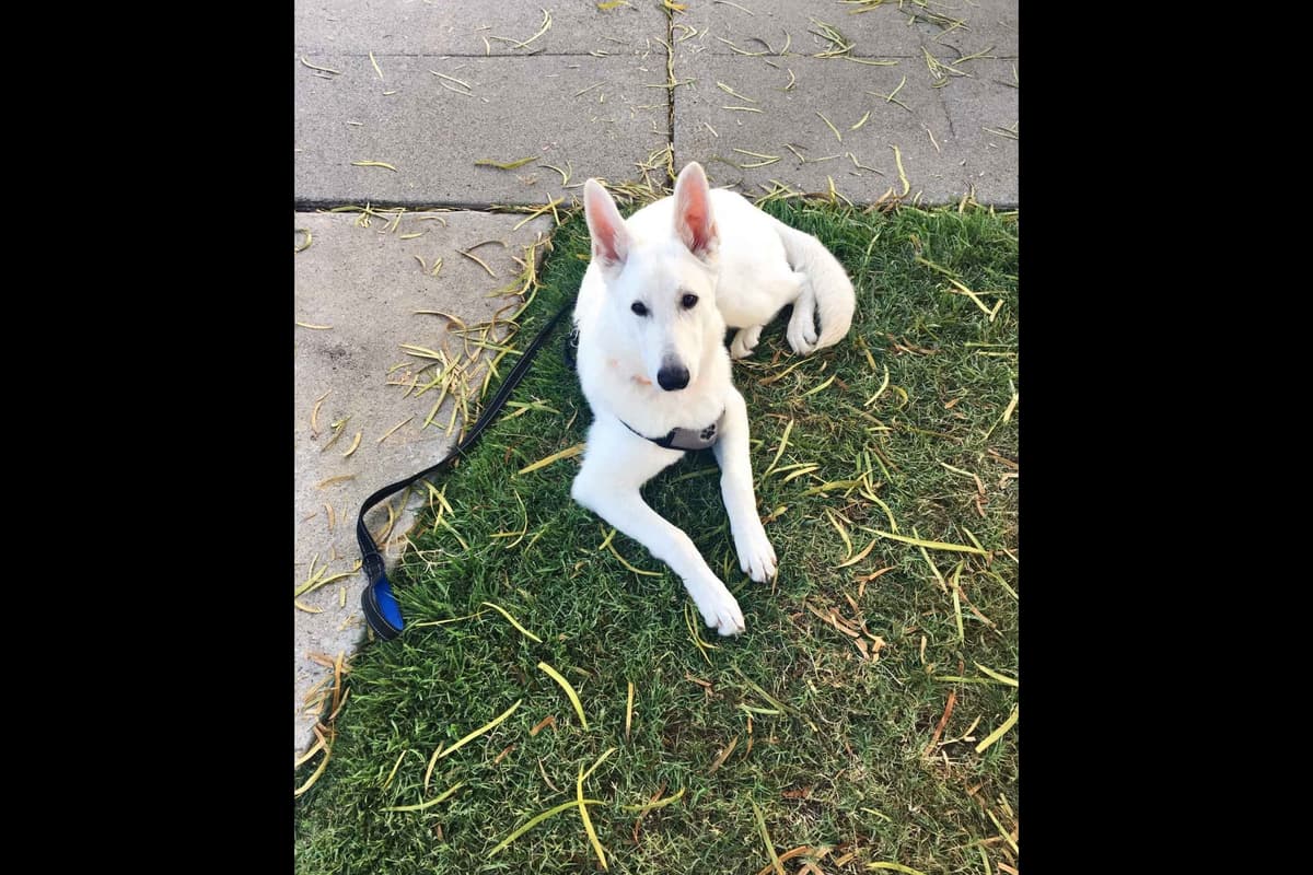 White German Shepherd Puppies breeder image 13