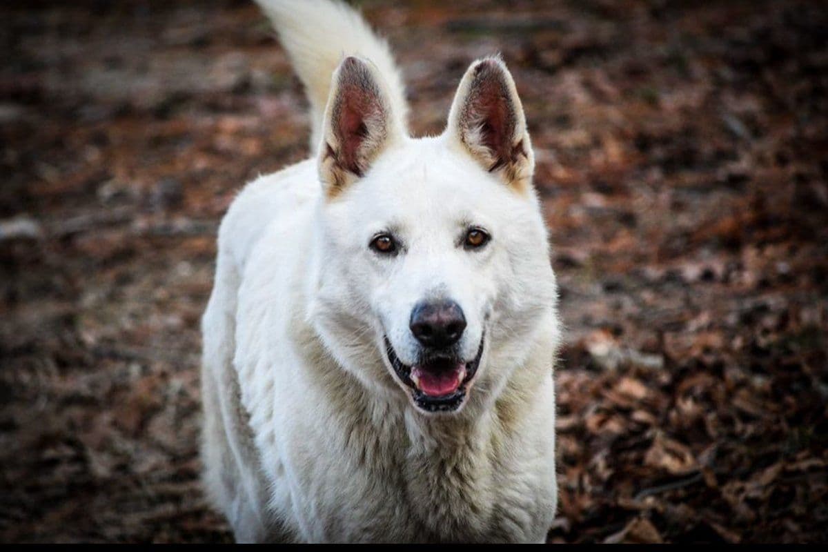 White German Shepherd Puppies breeder image 9