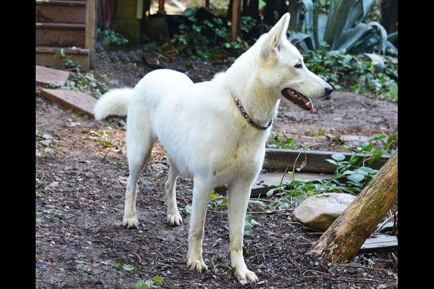White German Shepherd Puppies breeder image 8
