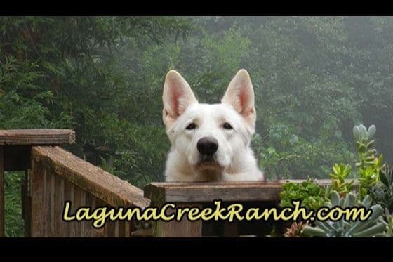 White German Shepherd Puppies breeder image 11