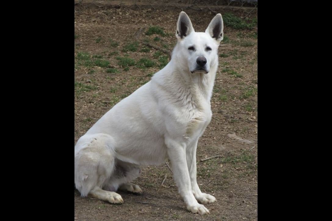 White German Shepherd Puppies breeder image 10