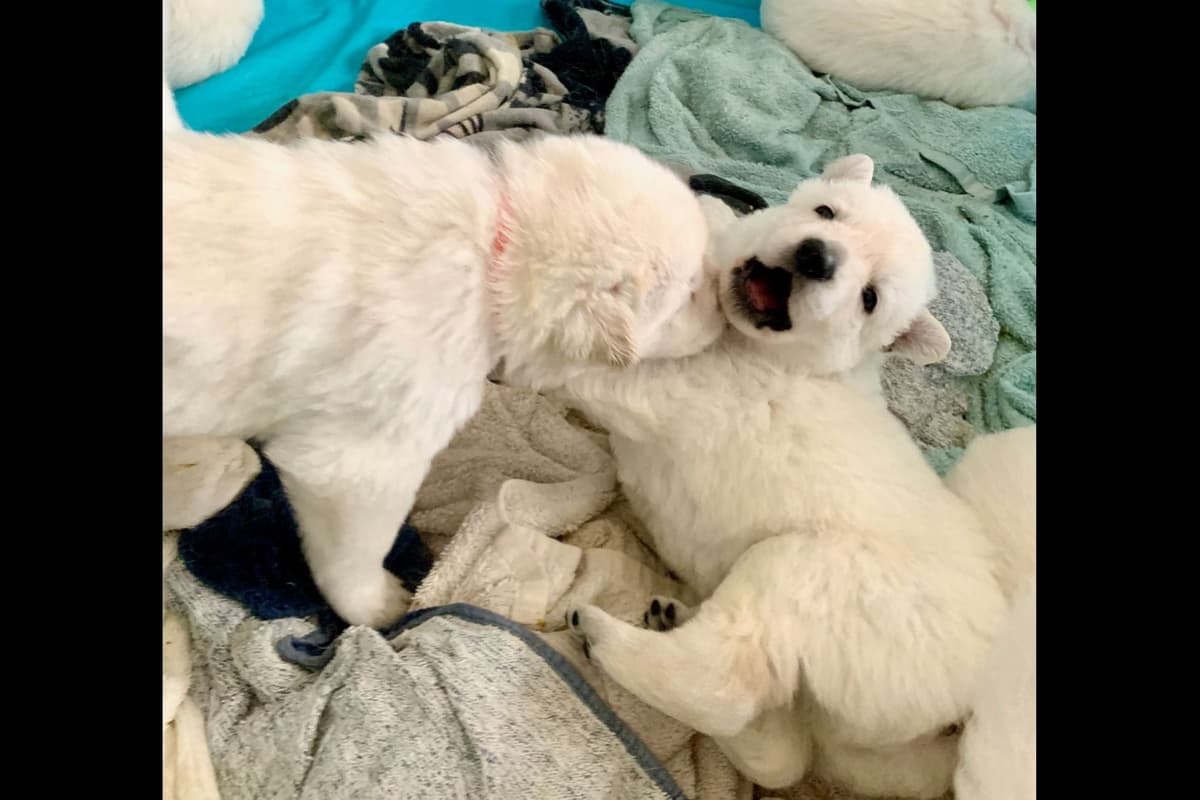 White German Shepherd Puppies breeder image 12