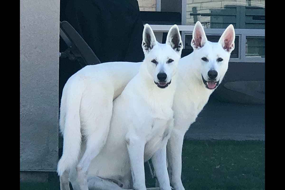 White German Shepherd Puppies breeder image 3