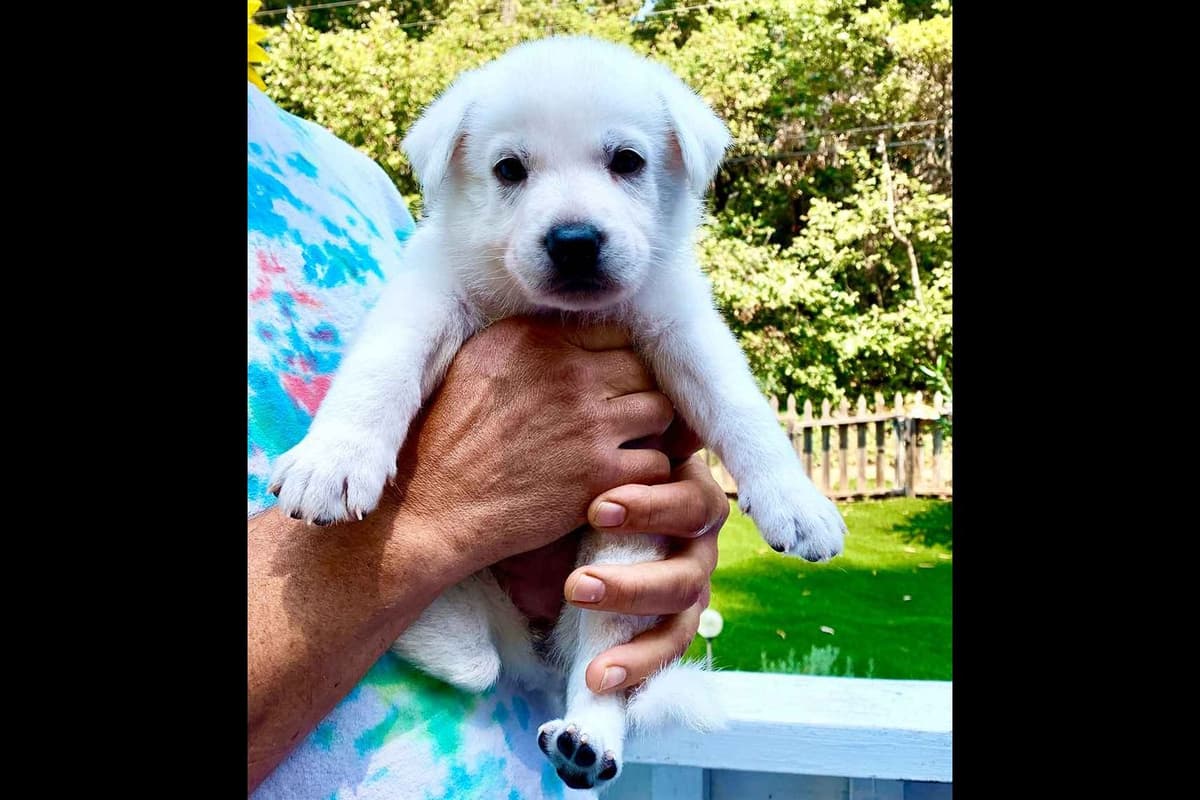 White German Shepherd Puppies breeder image 4