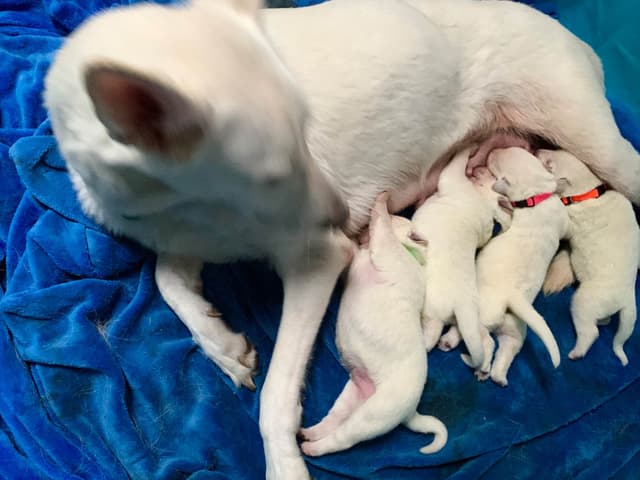 White German Shepherd Puppies media 3
