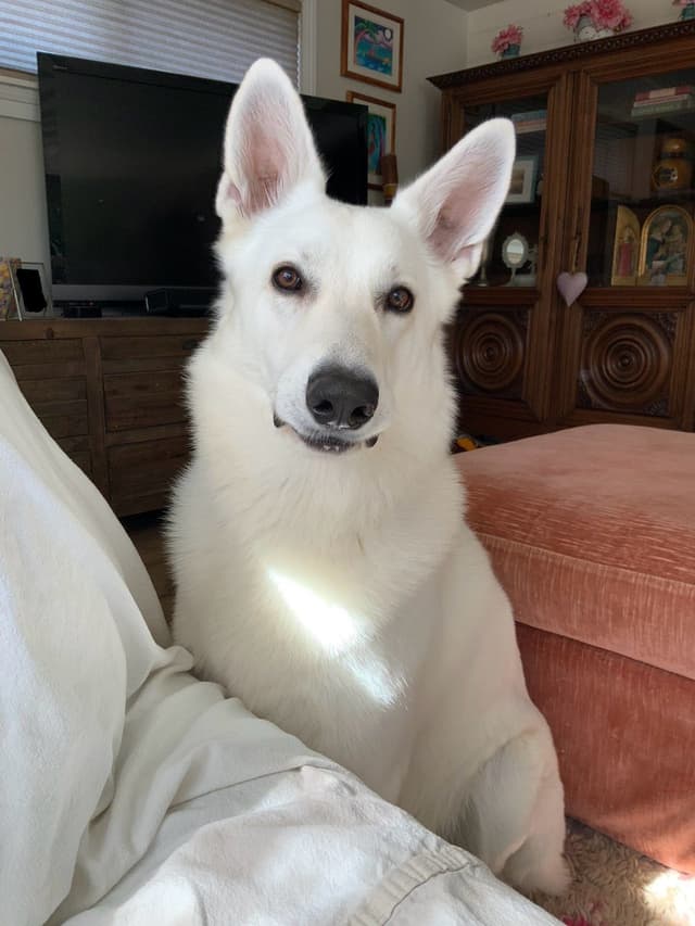 White German Shepherd Puppies media 4
