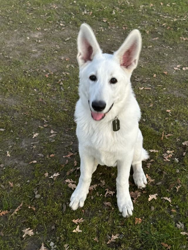 White German Shepherd Puppies media 5