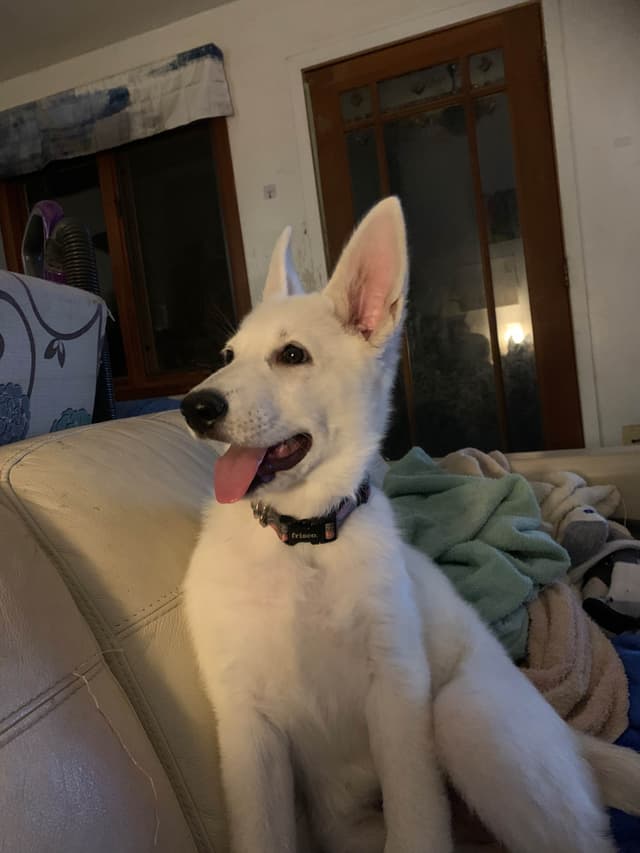 White German Shepherd Puppies media 6