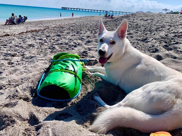 White German Shepherd Puppies media 2