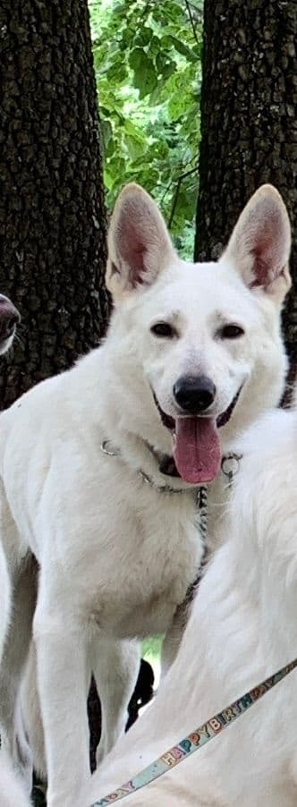 White German Shepherd Puppies media 8