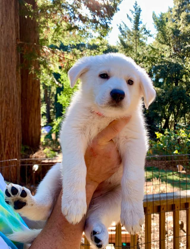 White German Shepherd Puppies media 9