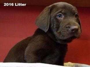 Labrador Retriever Puppies breeder image 12
