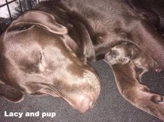 Labrador Retriever Puppies breeder image 23