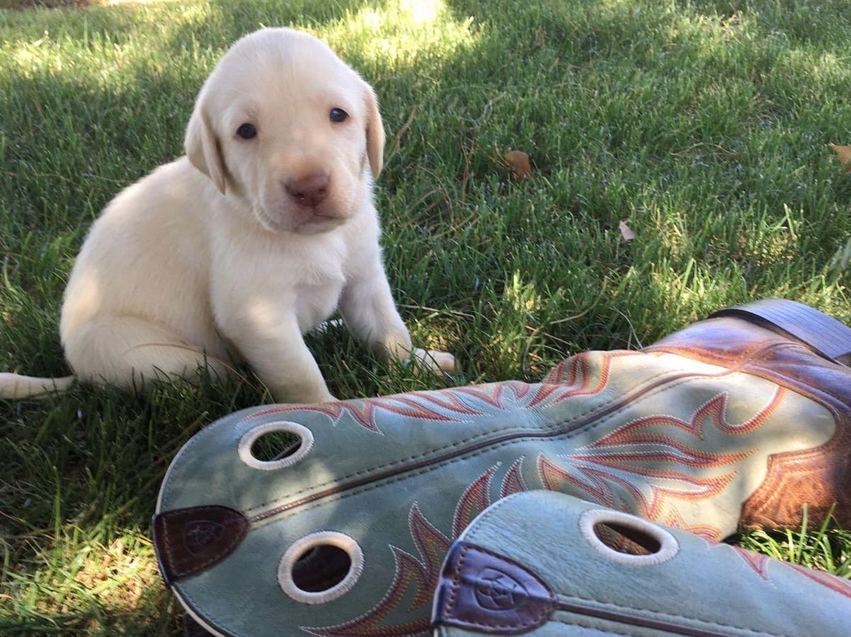 Labrador Retriever Puppies breeder image 22