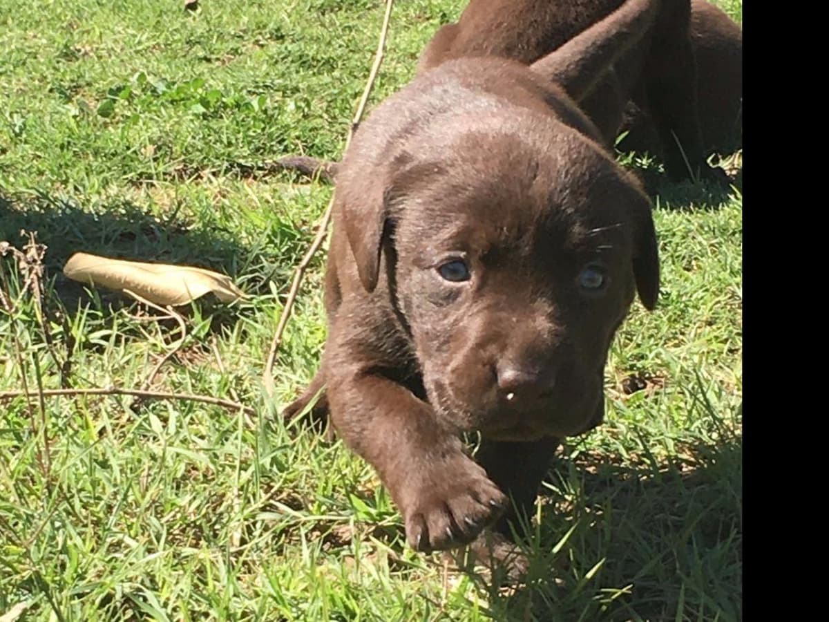 Labrador Retriever Puppies breeder image 19